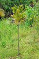Poivrier des hauts. ZANTHOXYLUM heterophyllum. Mascareigne. Rutaceae. 10m